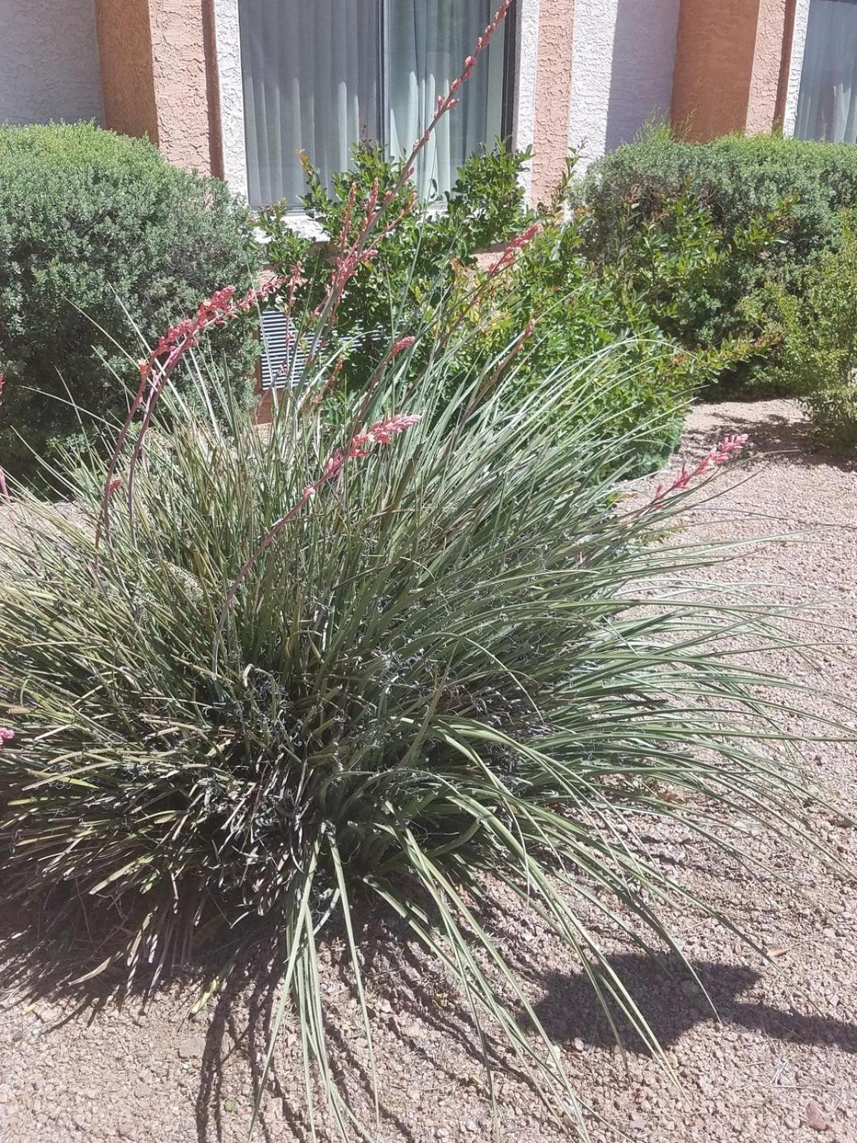 Days Inn By Wyndham Camp Verde Arizona Екстер'єр фото