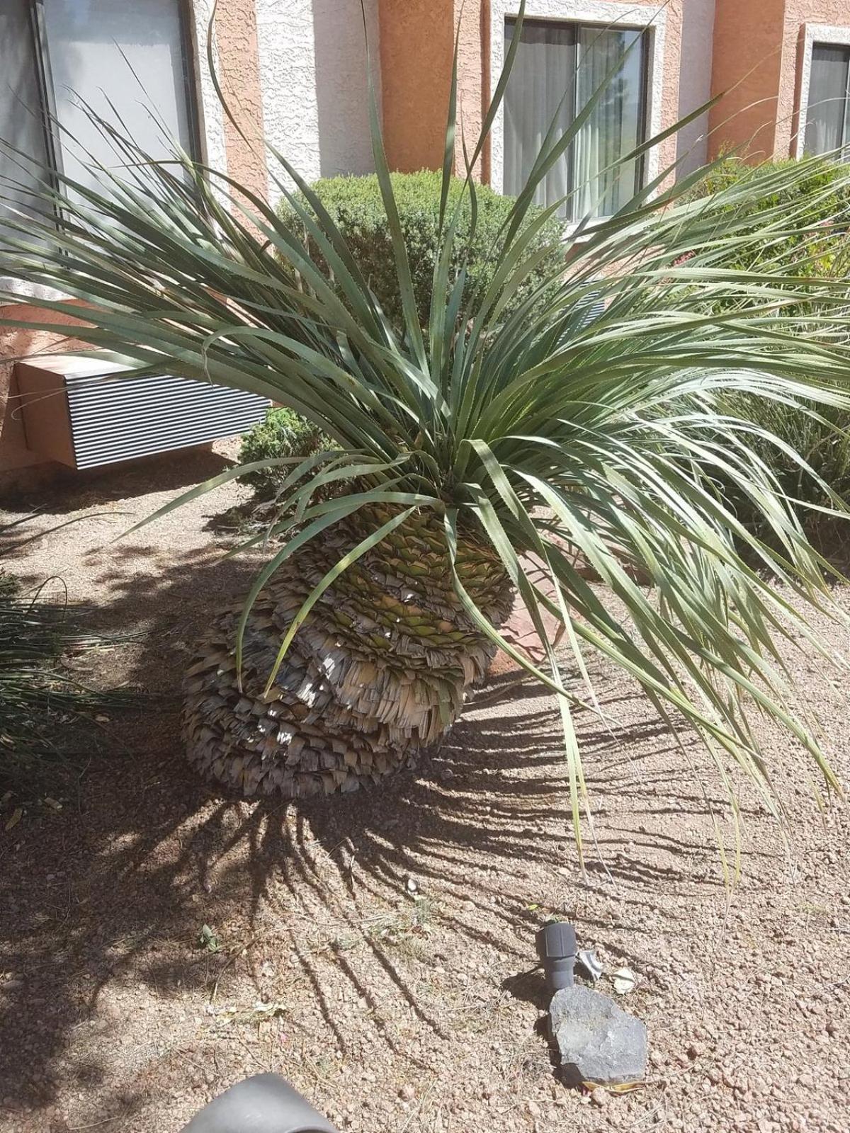 Days Inn By Wyndham Camp Verde Arizona Екстер'єр фото
